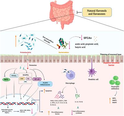 Potential of natural flavonols and flavanones in the treatment of ulcerative colitis